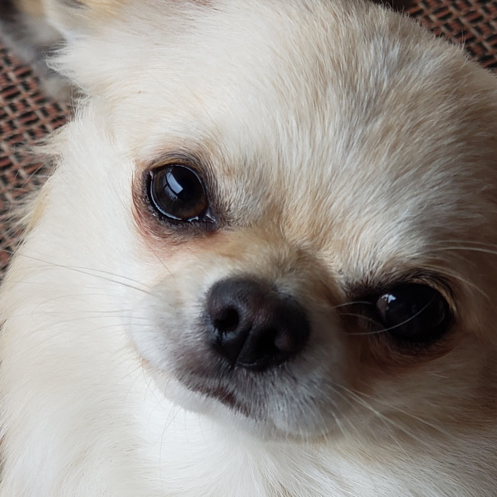 Meet your Posher, Denise